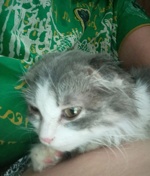 Ищет дом вислоухий