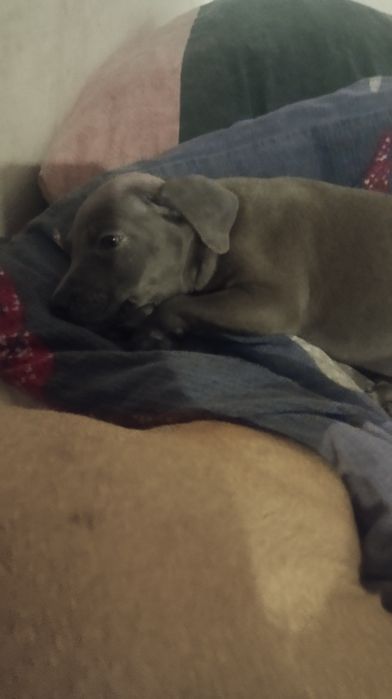 Продам щенков питбуля