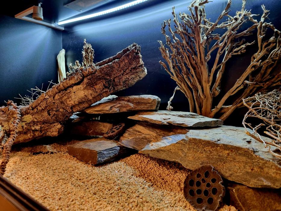 Terrarium 120x60x60 agama brodata gekon jaszczurka