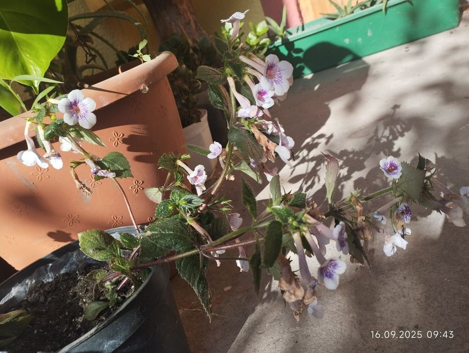 Ахіменеси. В цвіту. Відкопаю разом з різьомою.