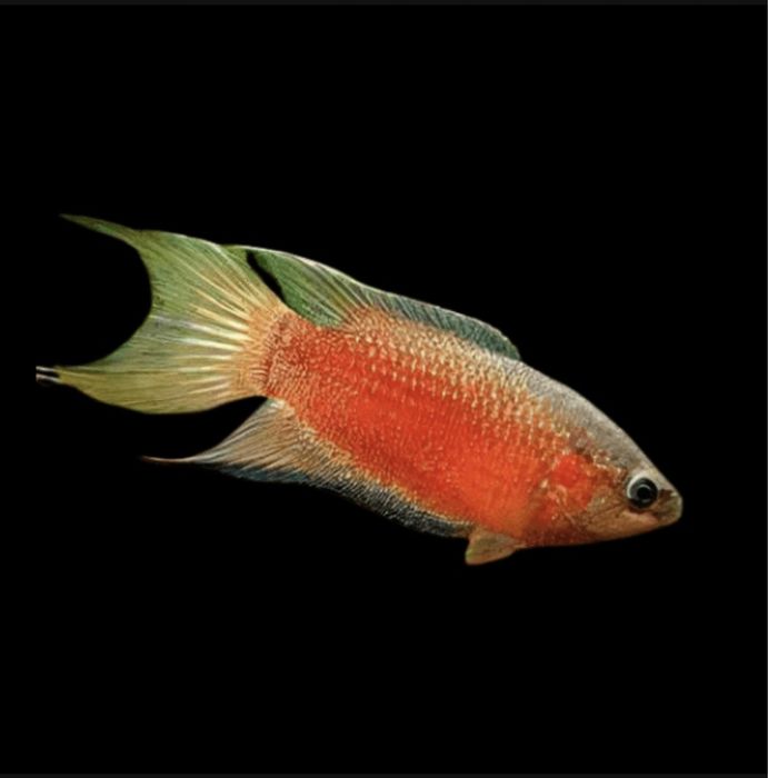 Wielkopłetw wspaniały Super Red – Macropodus opercularis