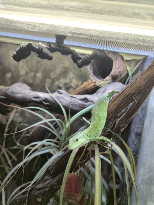 Gastropholis prasina