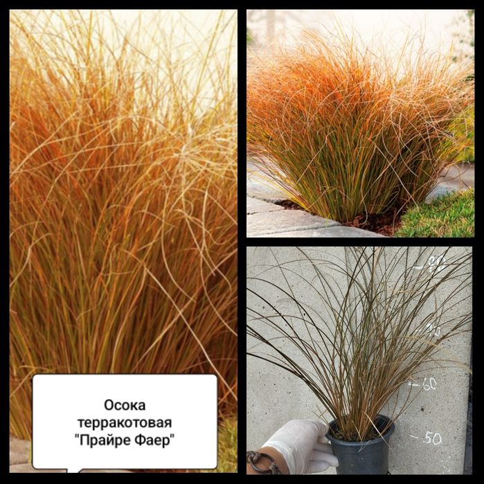 Кортадерия Розовая