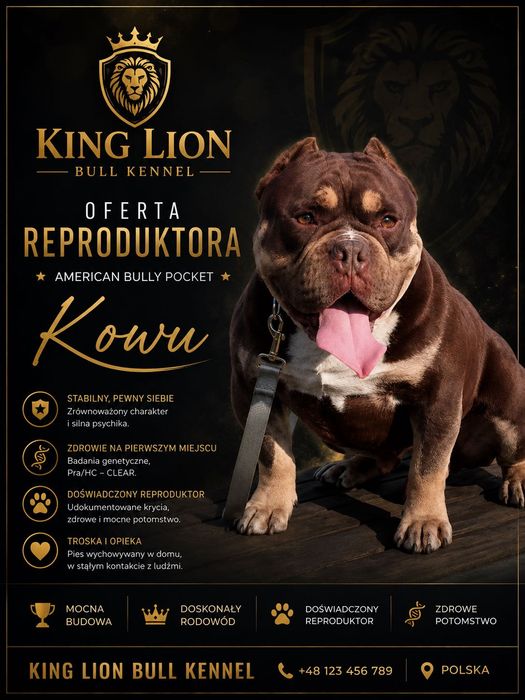 American Bully!!