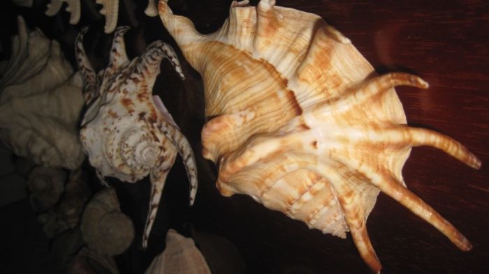 мушли ракушки с тропических морей Индийского и Тихого океанов