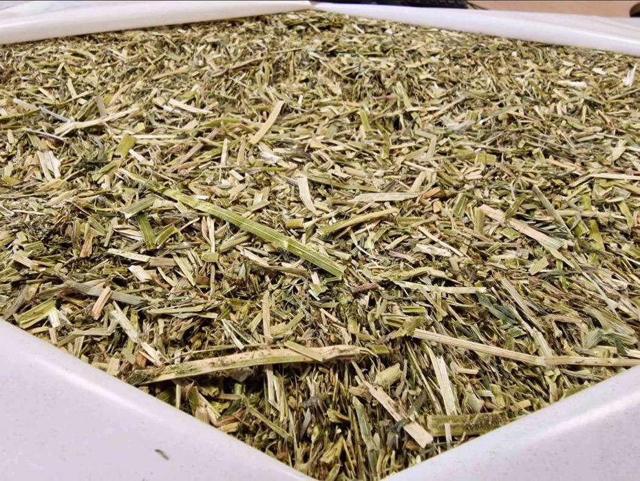 Sieczka z lucerny 14% białka, włoski produkt klasy premium od Gr Carli