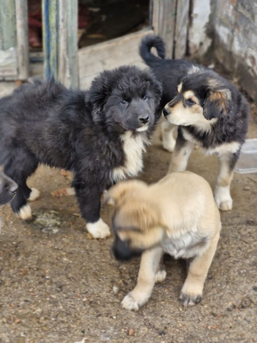 Цуценята шукають домівку