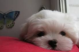 Хлопчик і дівчинка міні Львів.