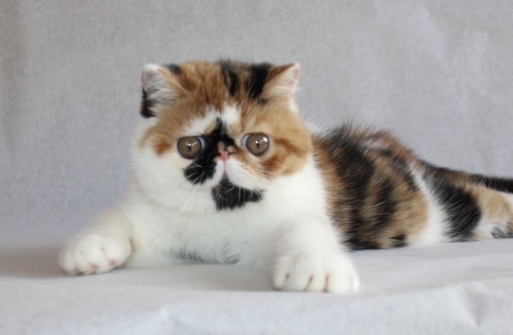 Котята ДШ и КШ экзоты