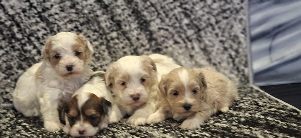 Maltipoo F1 szczenię