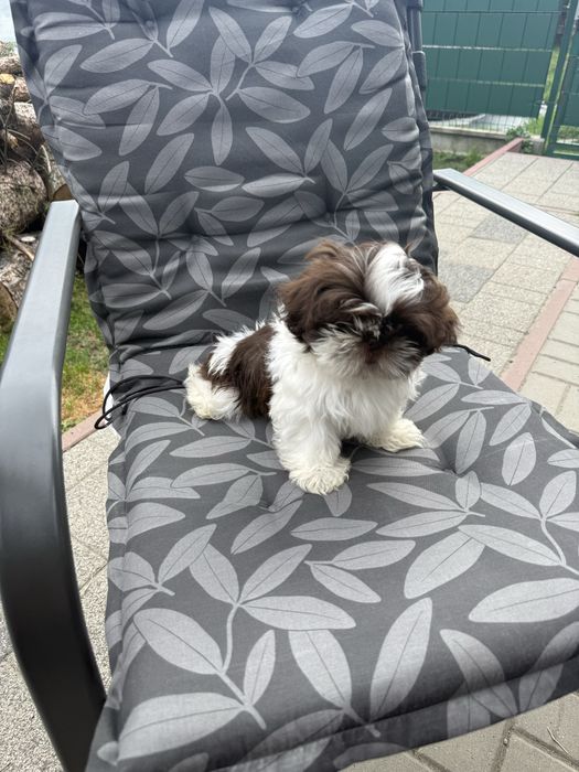 Shih tzu.          .