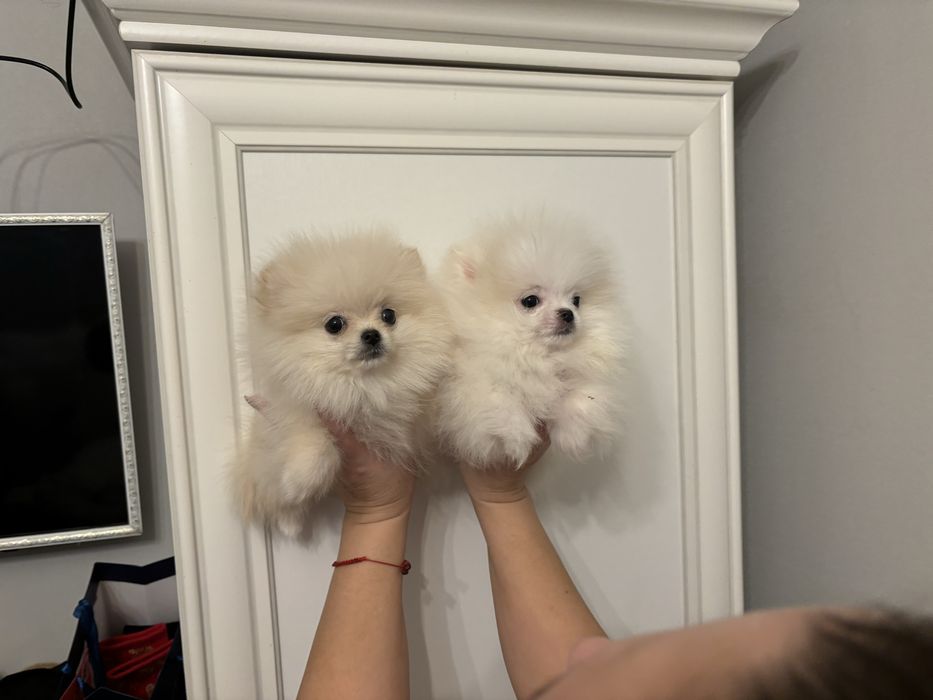 Міні дітки померанчики