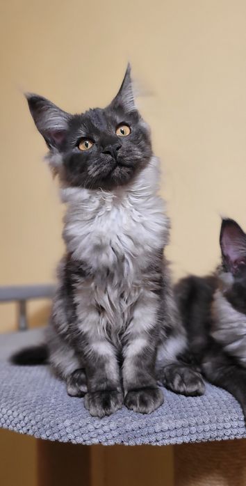 В продажі клубні кошенята 
 Мейн-кун
 Black smoke
 З документами.