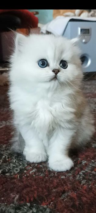 Серебристая шиншилла девочка белая