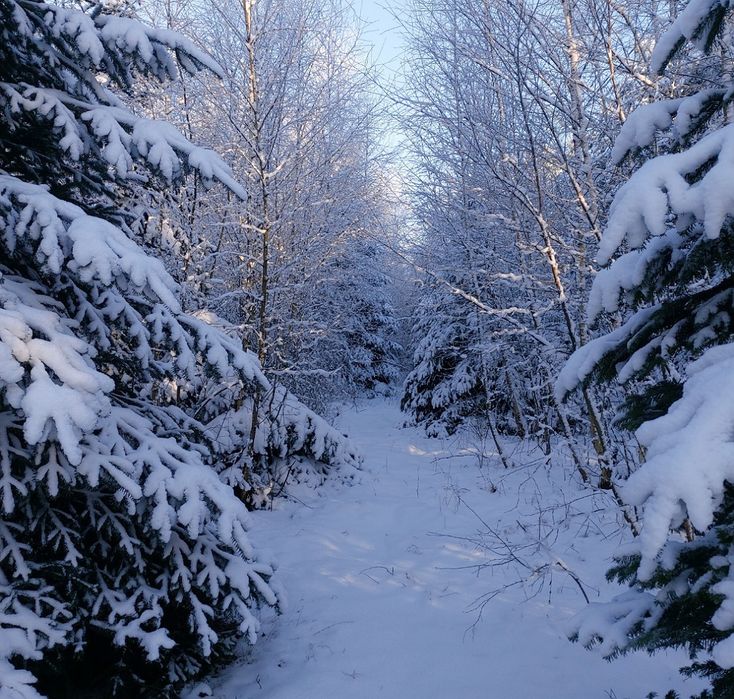 Działka nad jeziorem (jezioro, las, góry)