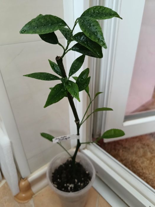 Мандарин Иволистный + лимон Мейера