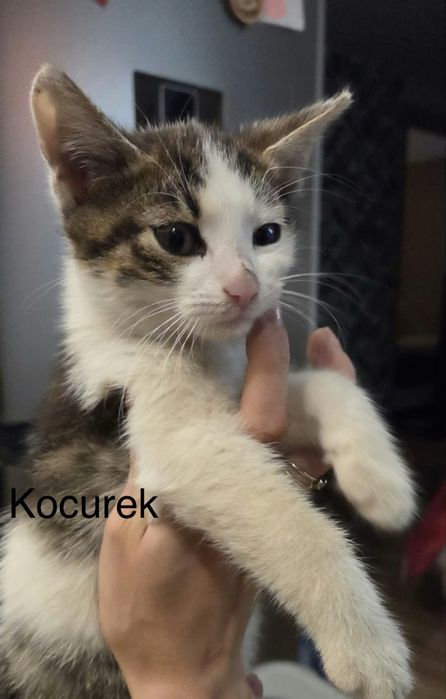 Maly kot do adopcji