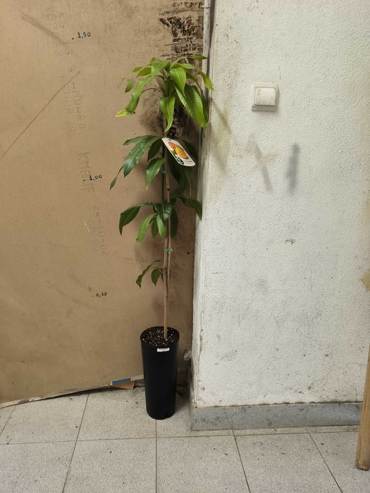 Manga Enxertadas Alphonso / Irwin / Osteen  [Mangifera indica]