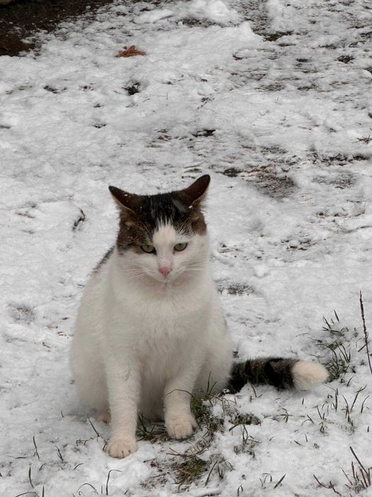 Отдам кота в хорошие руки