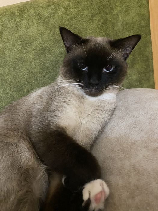 Продається котик Бублик