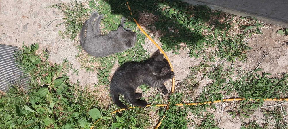 Віддам в добрі руки