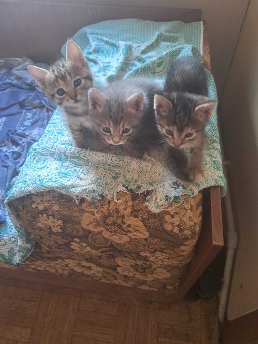 Шукаю родину для кошенят