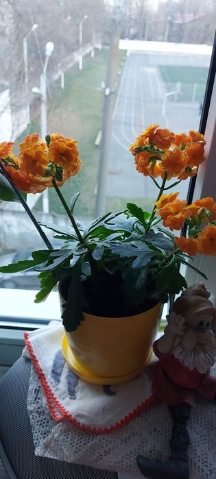 Цветок рождественник шлюмбергер