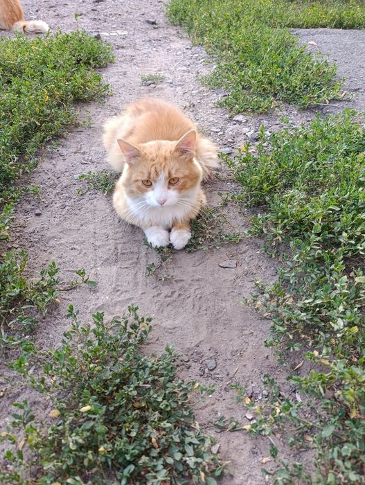 Гарний, ласкавий,  котик-хлопчик терміново шукає Люблячу Сім'ю