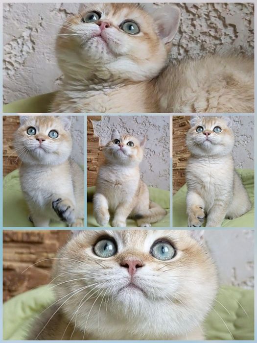 Породистые котята.Шиншила