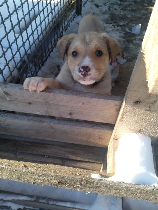 Віддамо ДАРОМ  у "добрі руки",військові