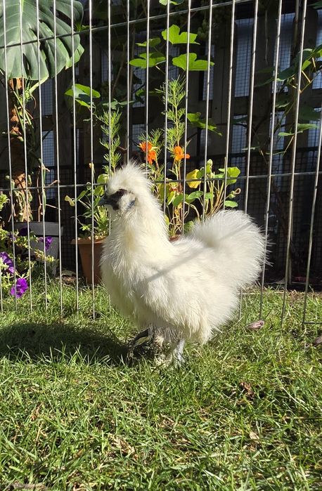 Kogut Silka jedwabisty 9 miesiecy miniatura Warszawa