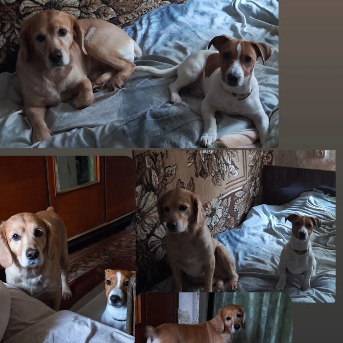 Джек расел чистокровний шукає турботливу сімю. Знає пару кома