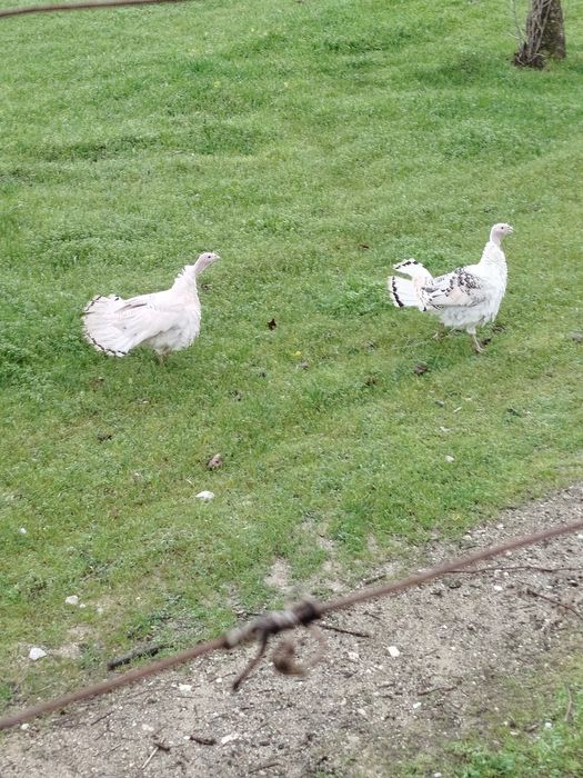 Perus de campo grandes