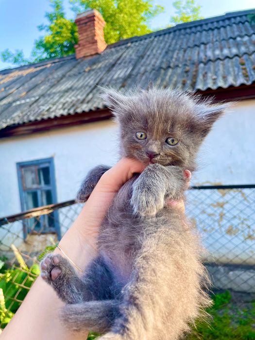Віддамо неймовірних кошенят