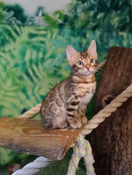 Kot Bengalski kocurek