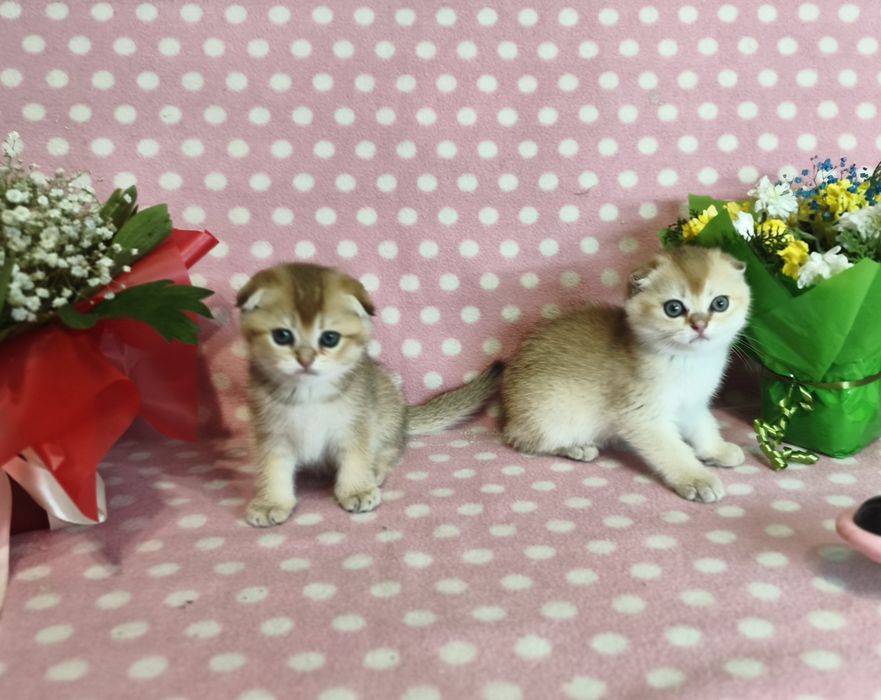 Золота шиншилла кошенята
