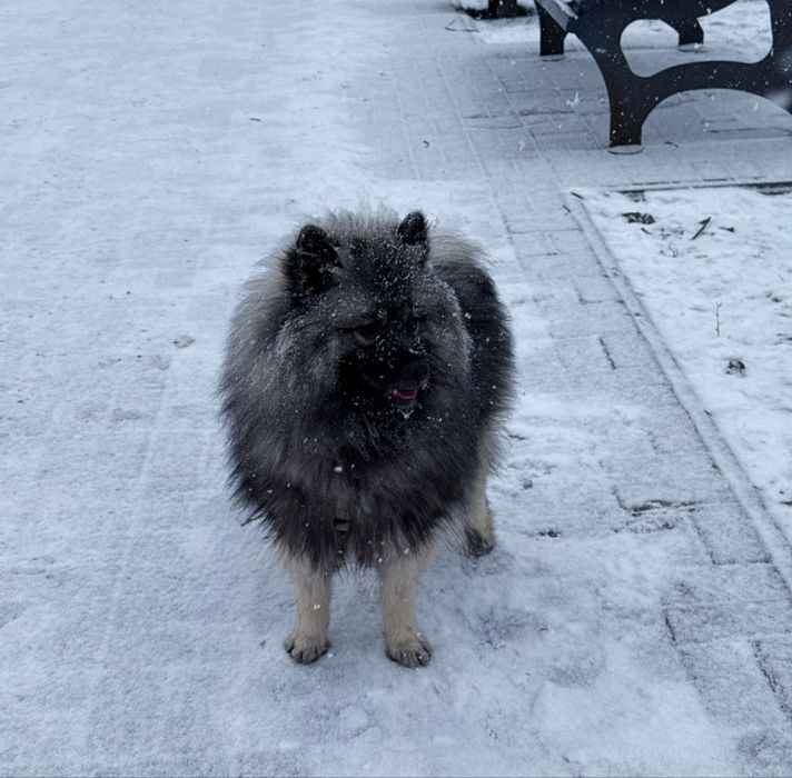 Дівчинка вольфшпіц