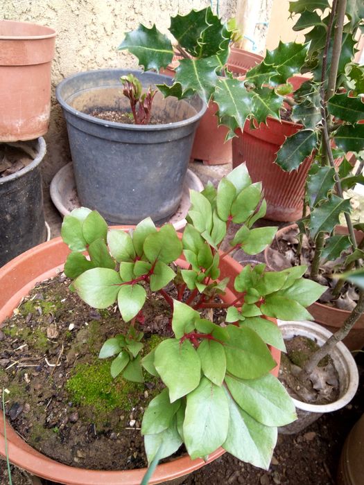 Mudas de Rosa-Albardeira Rosa-de-Lobo Peónia em vaso