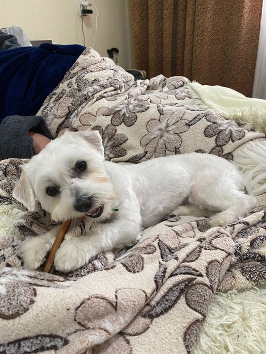 Мальтійська болонка (мальтезе) хлопчик