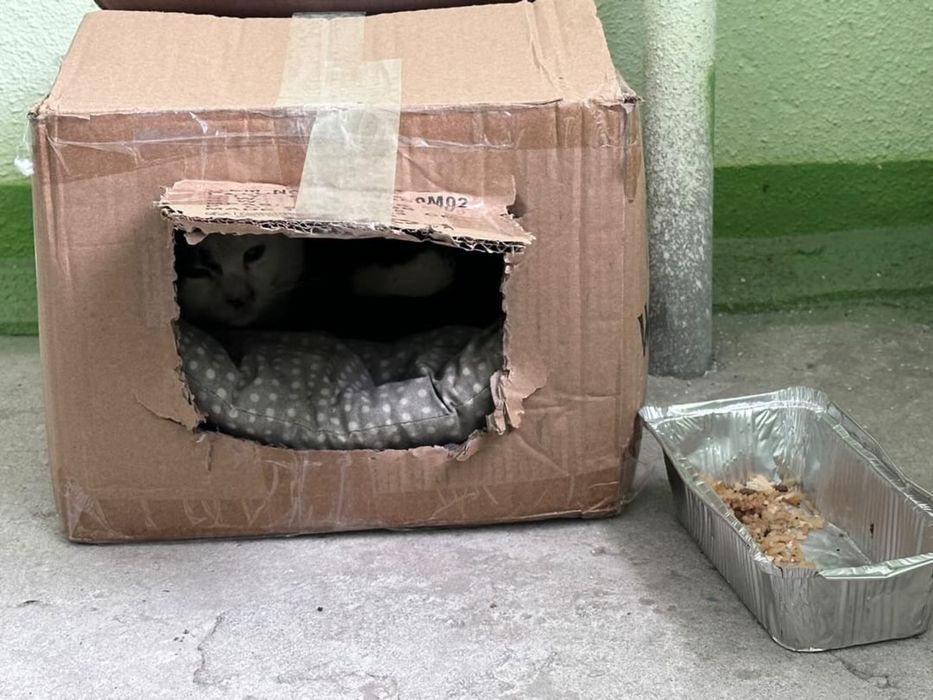 Ласковий котик ЧЕКАЄ на родину!