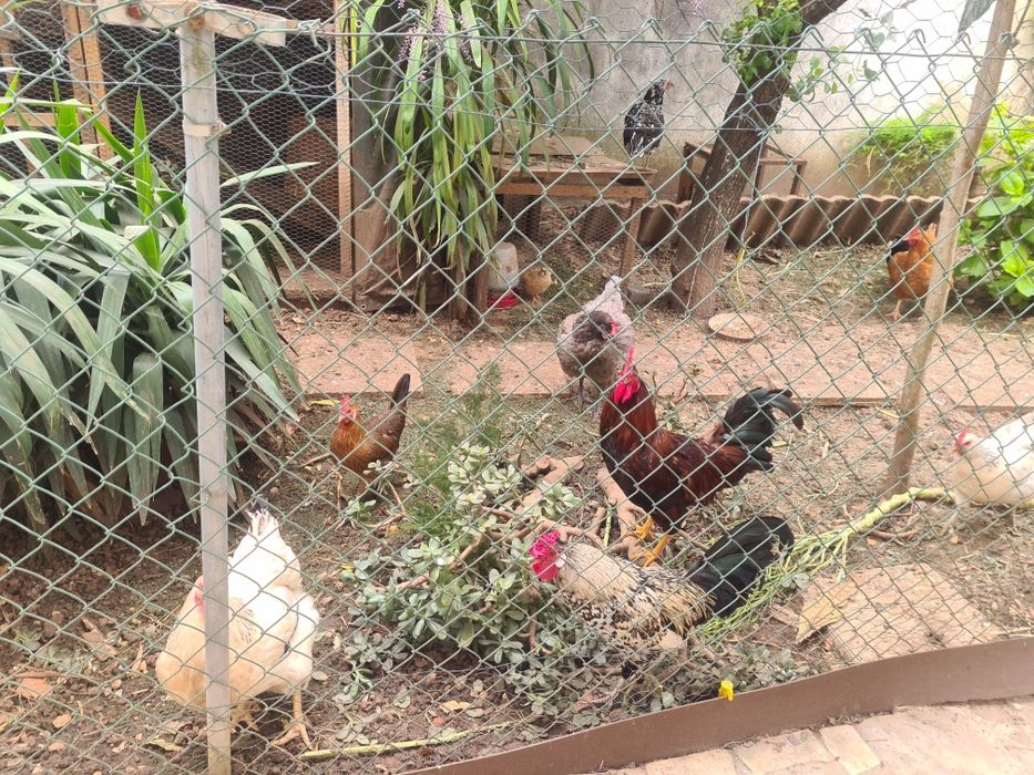 Vendo Ovos caseiros