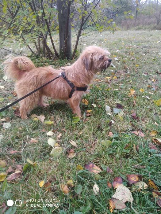 Собака в добрі руки