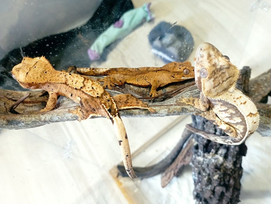 Gekony orzęsione podrostki