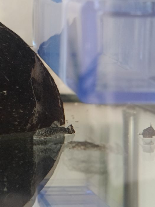 Ancistrus pretos 1,5cm
