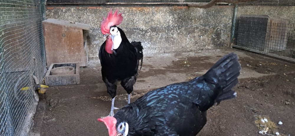 Ovos  de galinhas de raça