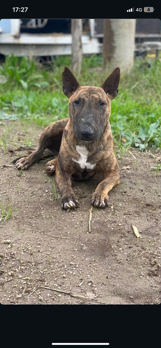 Bull terrier 2 anos castrado