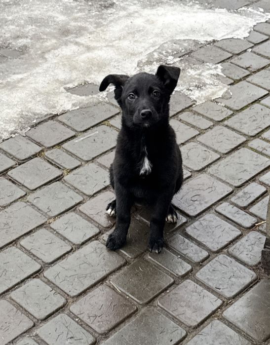 Пиилаштовується цуцик