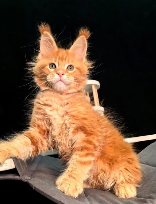 Кошенята Мейнкун