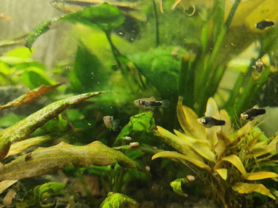 Mieczyki czarne  i tuxedeo