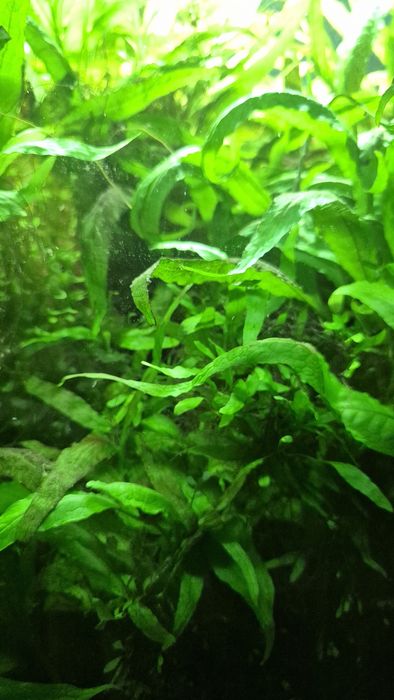 Microsorium mini
